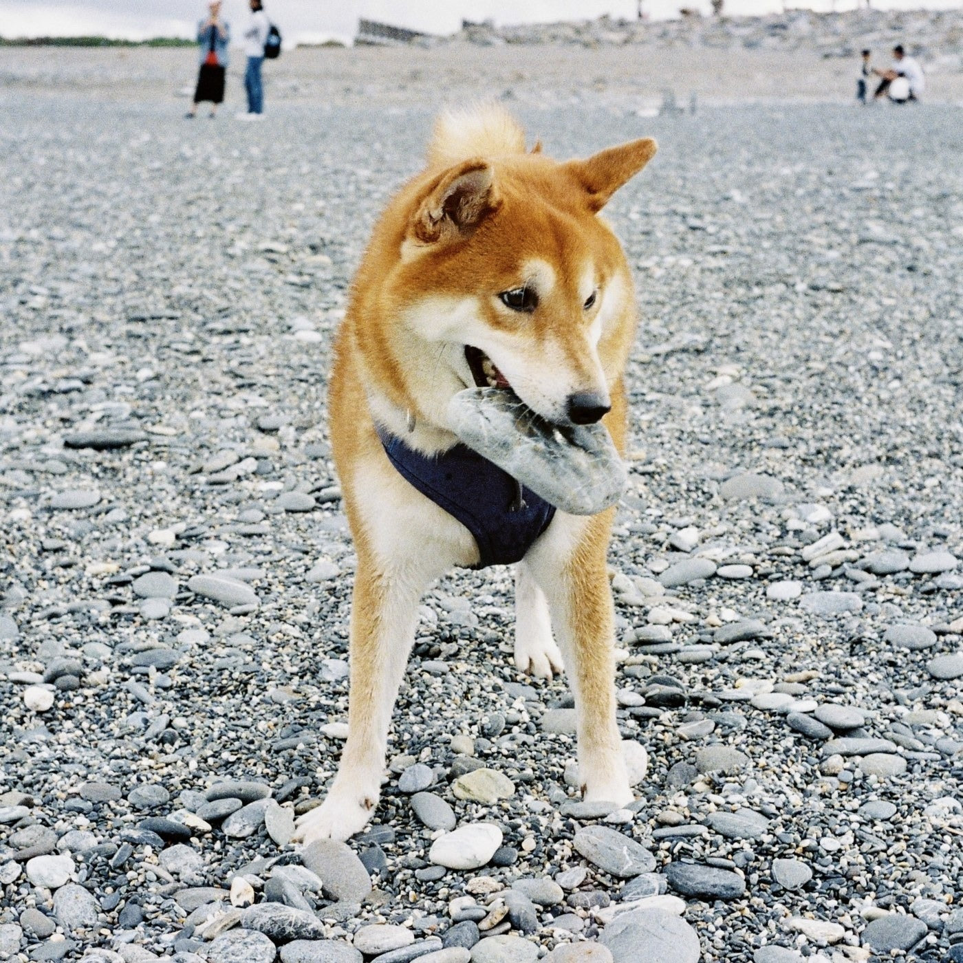 Mochi, our Shiba Inu